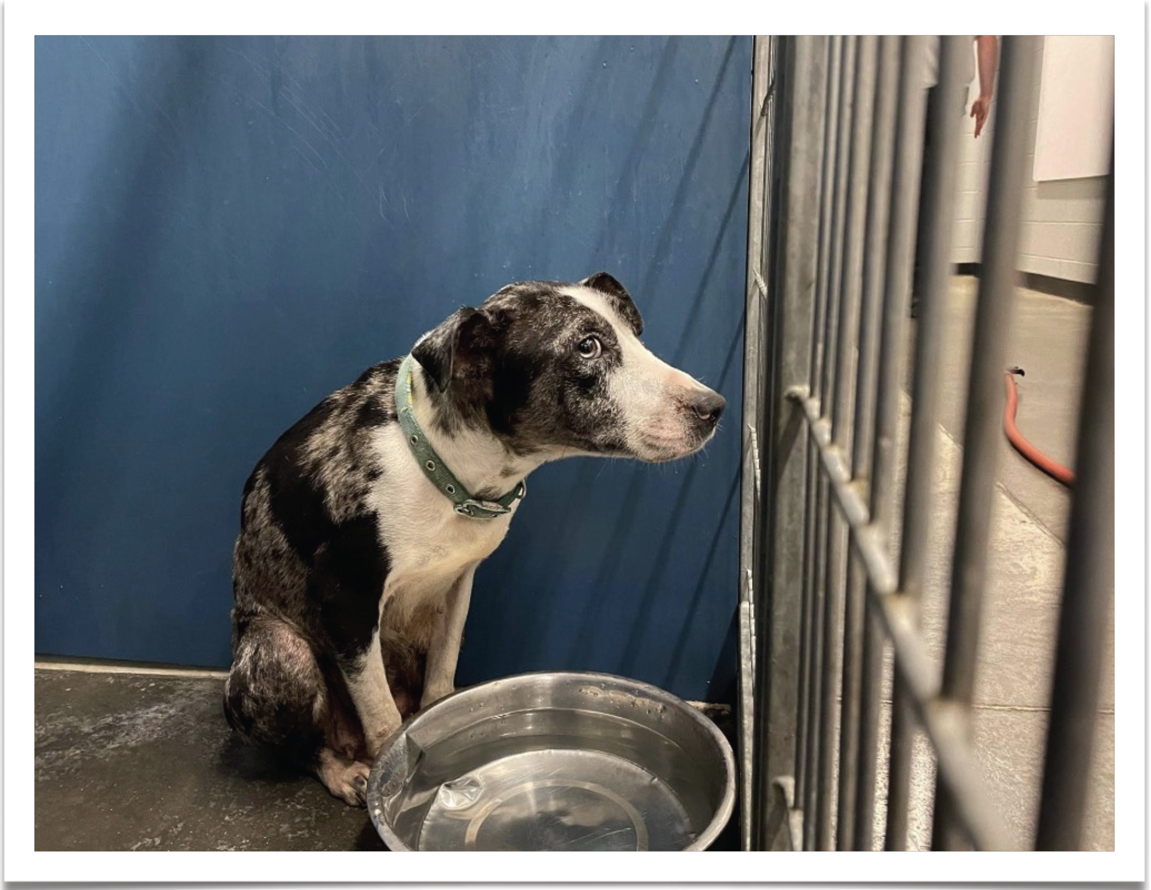Beautiful Together, Animal Rescue, Rescue Dog, Animal Shelters, North Carolina