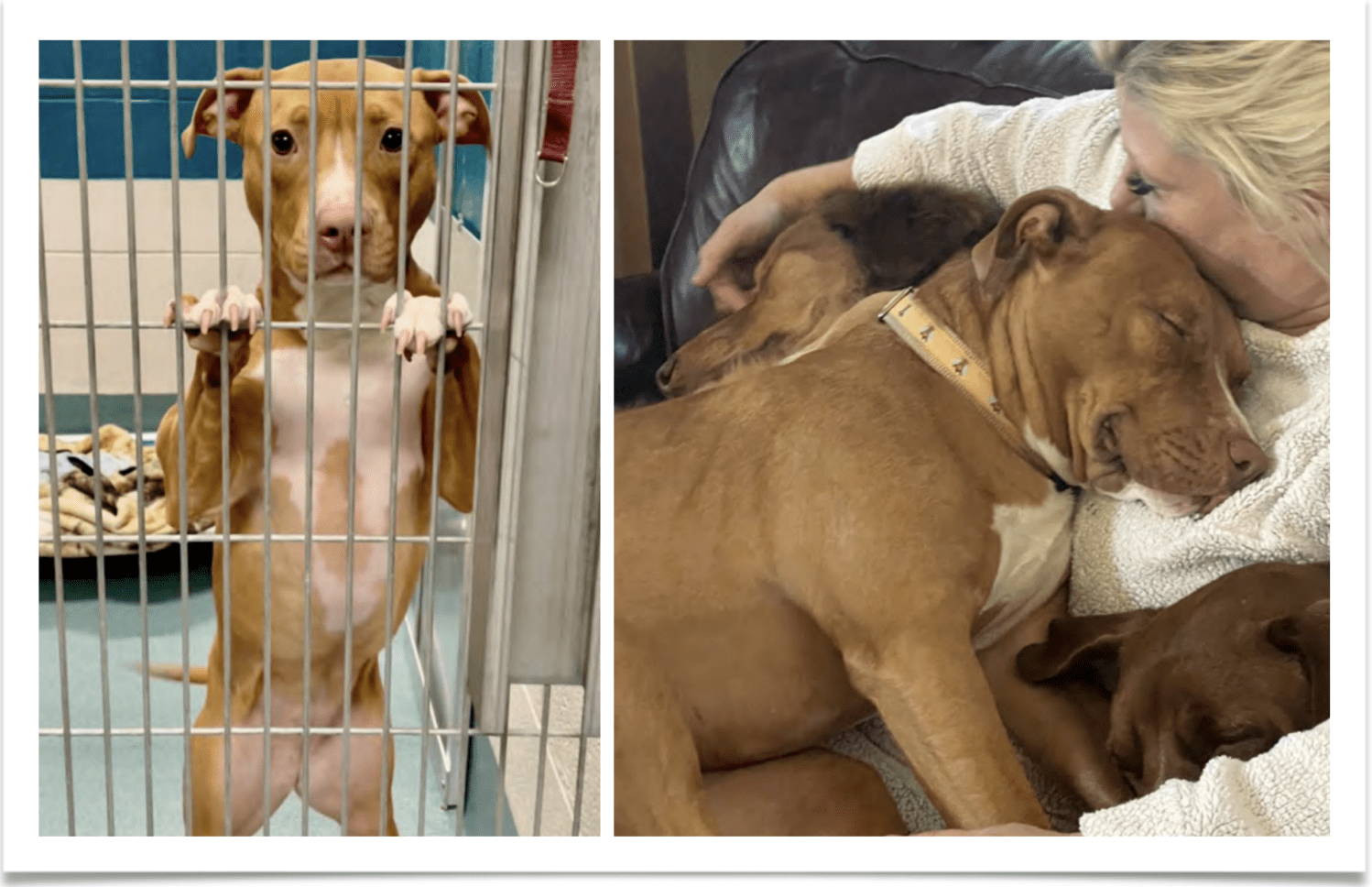 Beautiful Together, Animal Rescue, Rescue Dog, Animal Shelters, Euthanasia, North Carolina