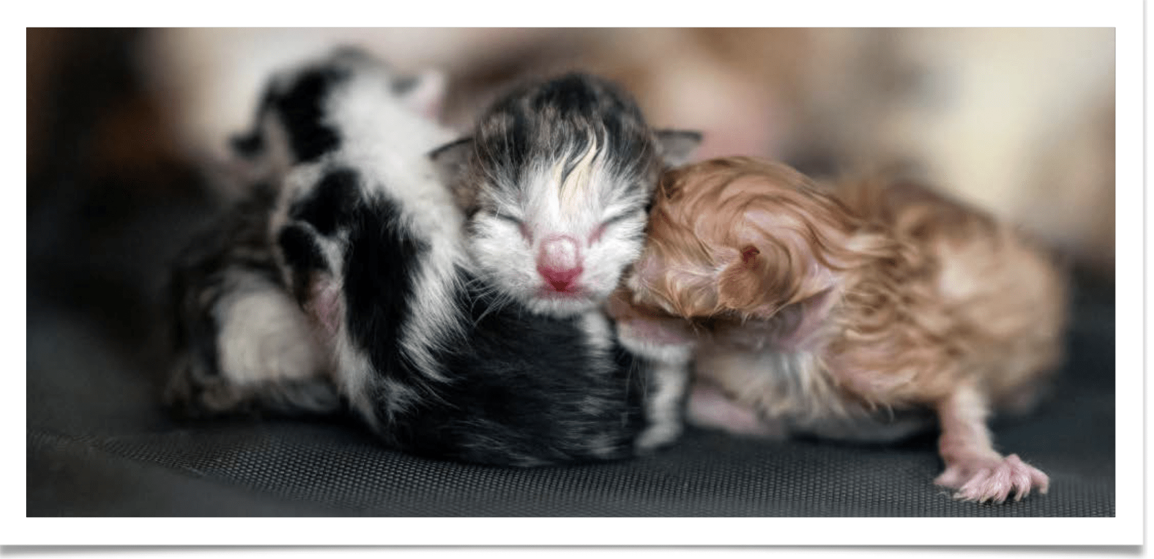 Newborn kittens safely born into foster care with Beautiful Together 
