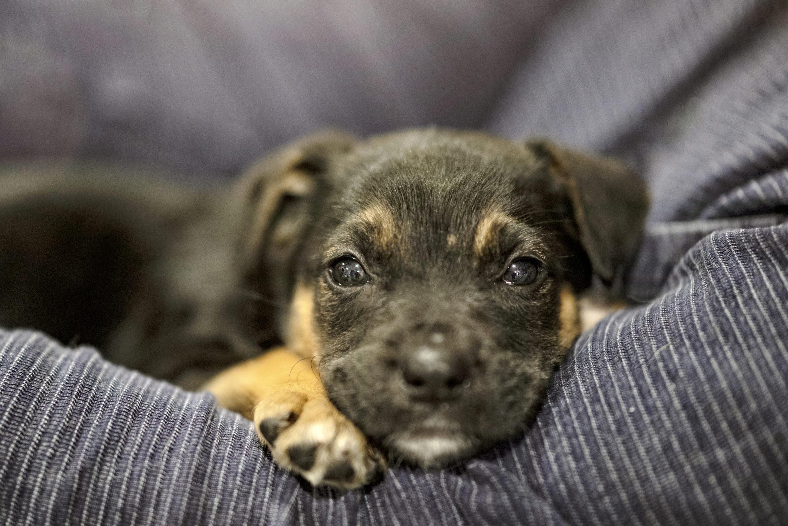 Volunteering: You can foster, adopt, or work with our puppies & dogs