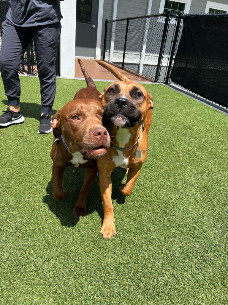 Meet our Chocolate Lab/Pit Mix Puppy – Beautiful Together Animal Sanctuary