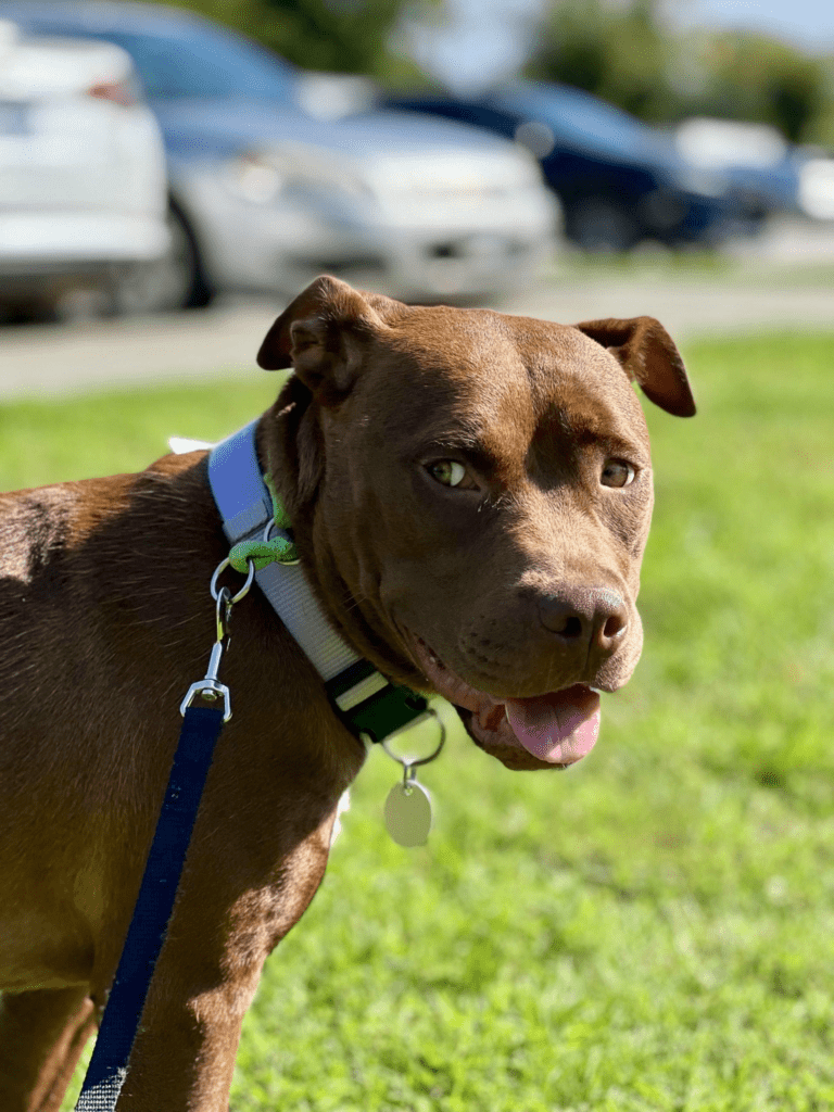 Chocolate Lab/Pit Mix Puppy Ready for Adoption