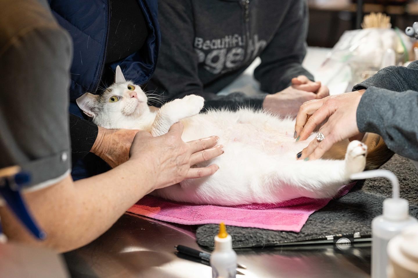 Rescue Clinic Beautiful Together