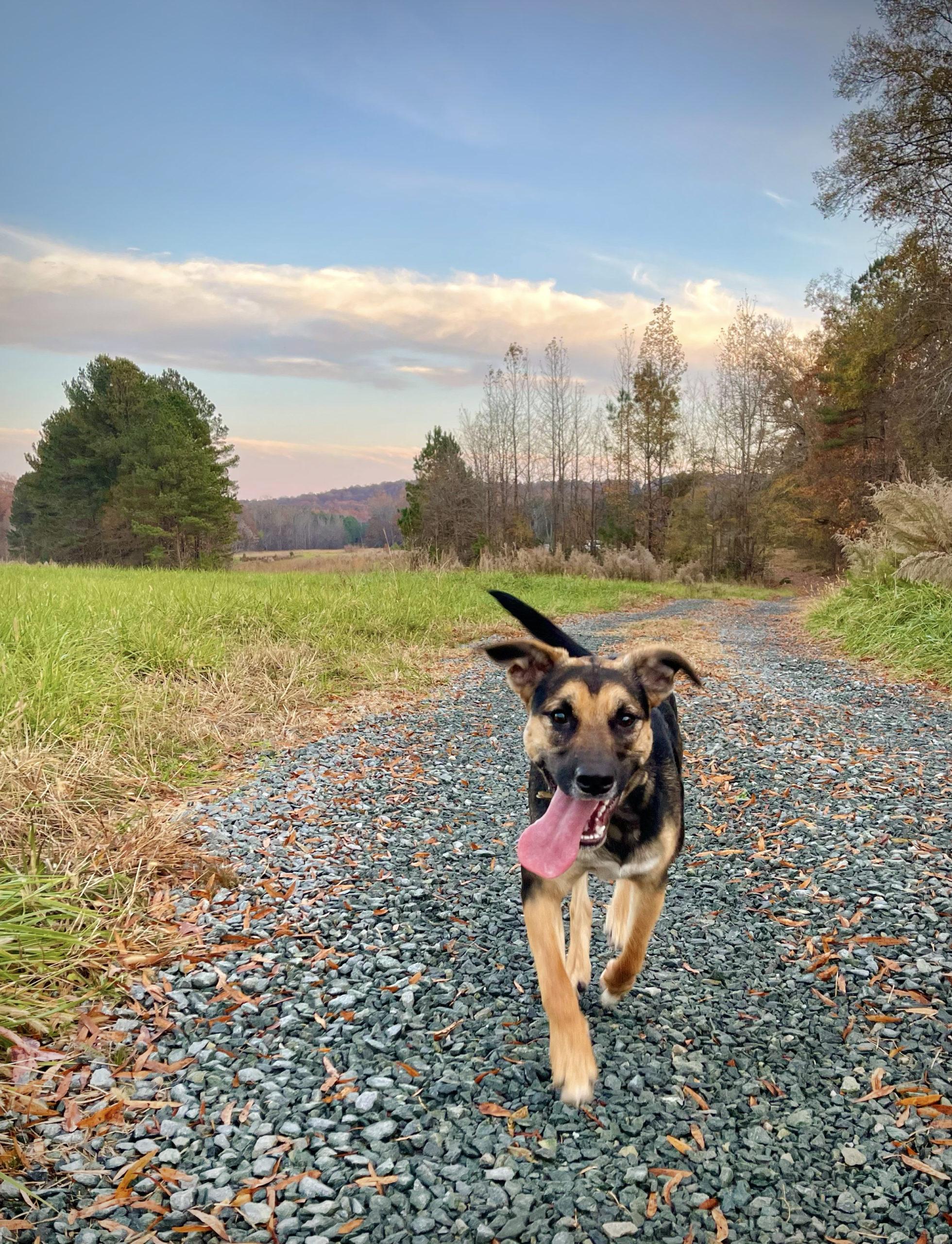 Rescue Pup, Beautiful Together Animal Sanctuary, Chapel Hill, North Carolina, Photo by Tamara Lackey