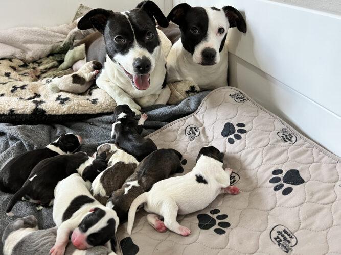 sister dogs nurse puppies