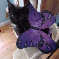 Hughes Butterfly