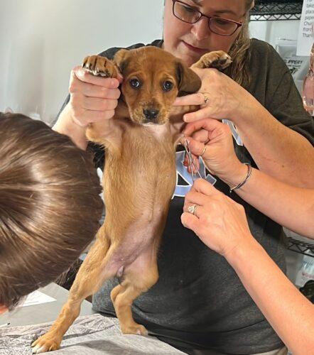 Animal Rescue Clinic in Chapel Hill
