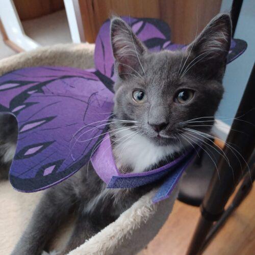 Kafka Butterfly