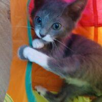 Tolstoy cute