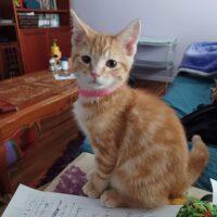 Apricot's first photo
