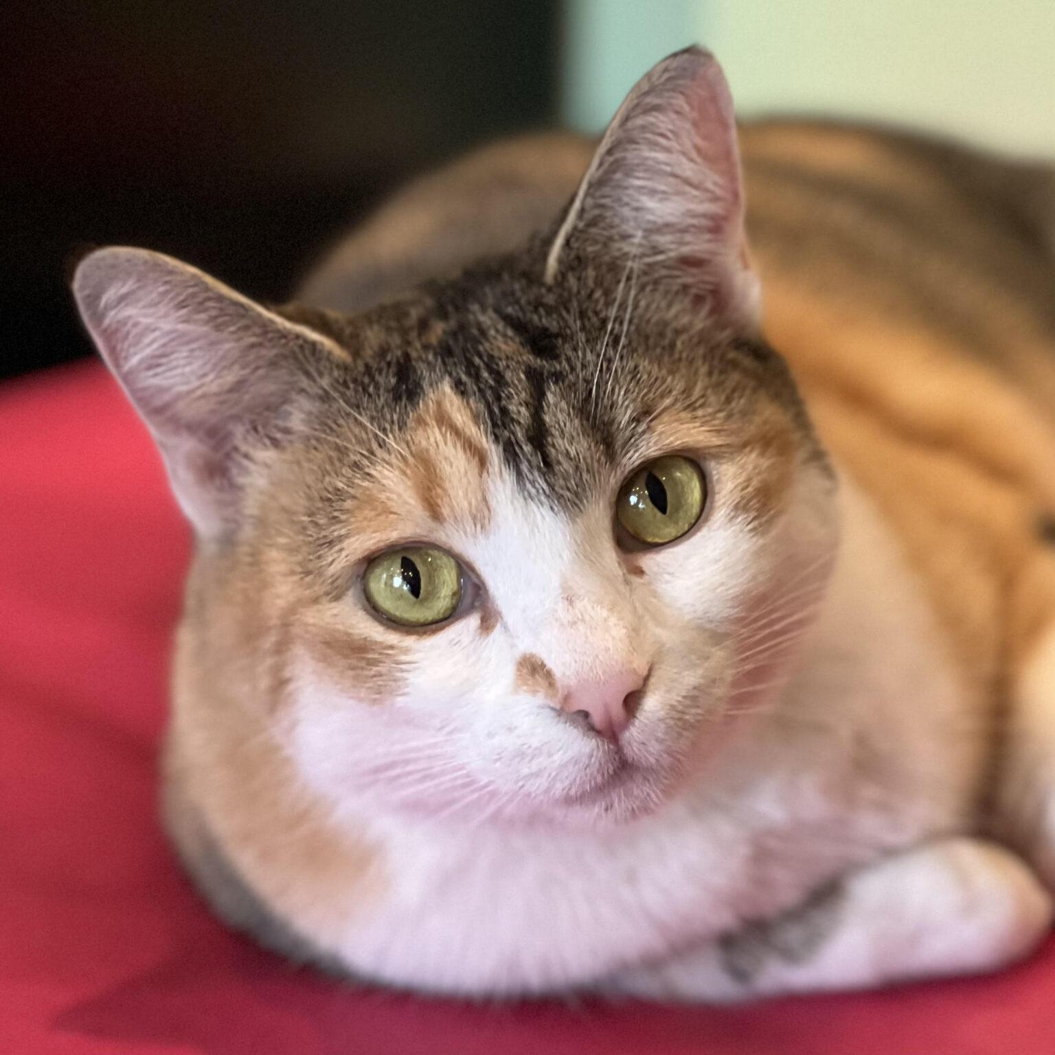 sunni-beautiful-together-animal-sanctuary