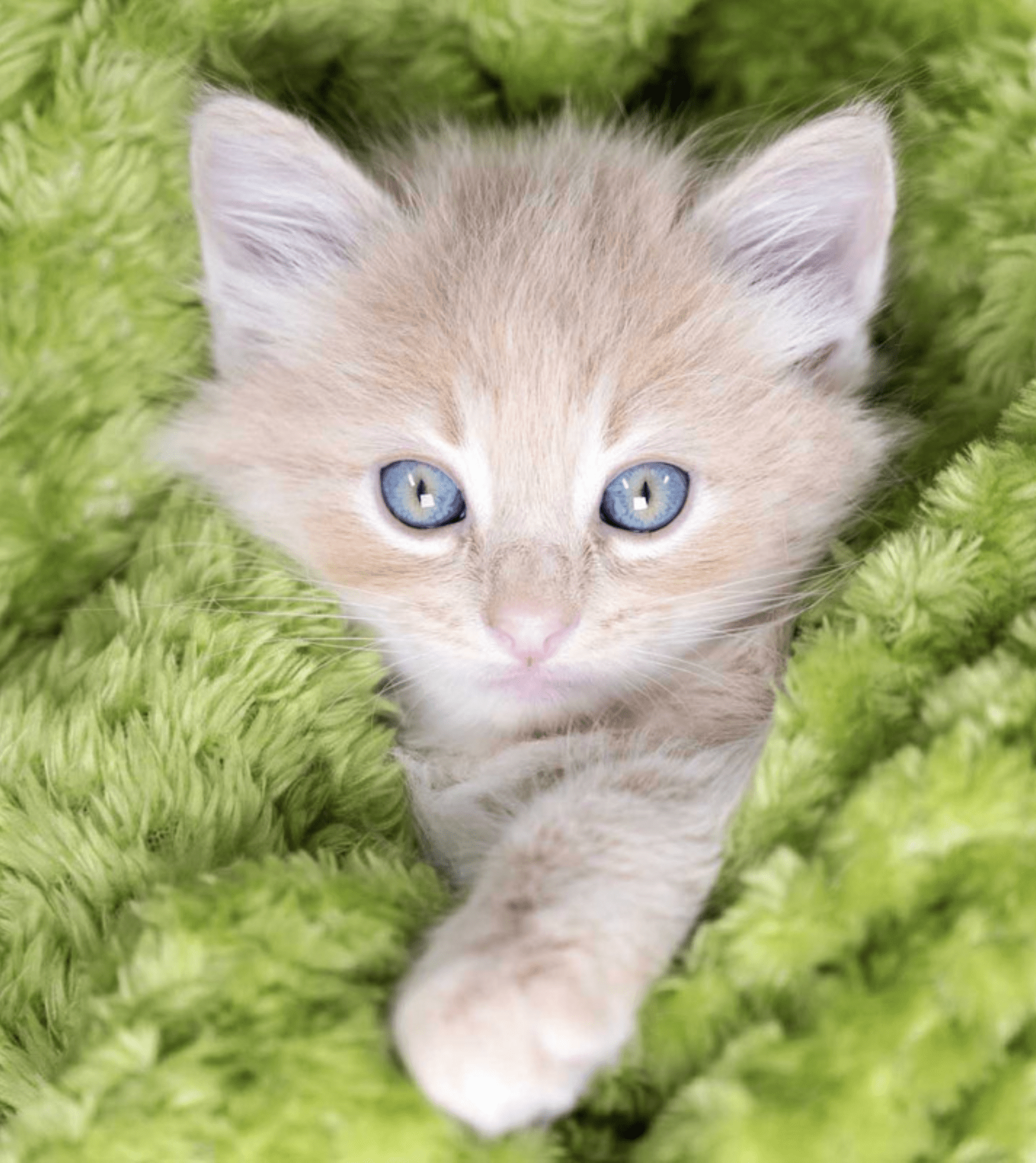 BeautifulTogether Animal Sanctuary adopt a kitten photo by Tamara Lackey Nikon