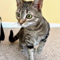 adopt a cat, beautiful together, chapel hill
