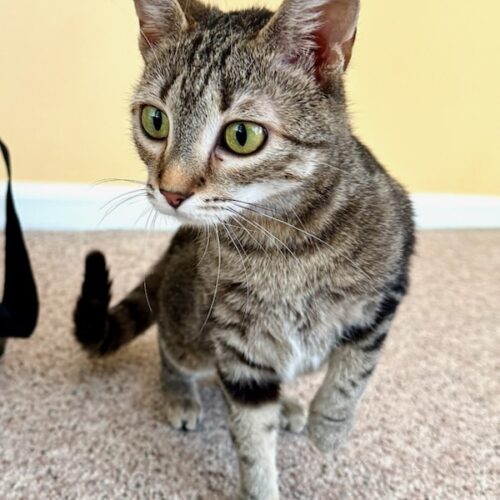 adopt a cat, beautiful together, chapel hill