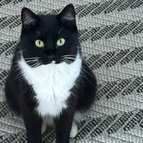 adopt a cat tuxedo beautiful together animal rescue female lucky seven cat
