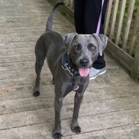 Beautiful Together, adopt a dog, chapel hill