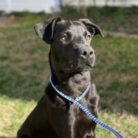 Beautiful Together, adopt a dog, chapel hill