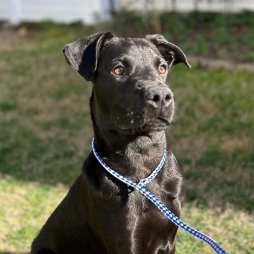 Beautiful Together, adopt a dog, chapel hill