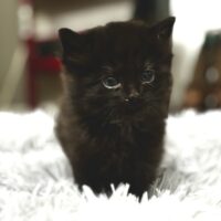 adopt a cat, beautiful together animal sanctuary, chapel hill