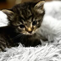 adopt a cat, beautiful together animal sanctuary, chapel hill