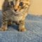 Cloe
