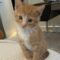 Marmalade