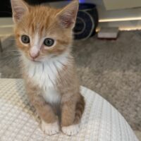 adopt a cat, beautiful together animal sanctuary, chapel hill