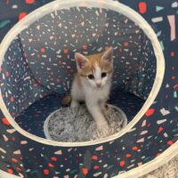 adopt a cat, beautiful together animal sanctuary, chapel hill