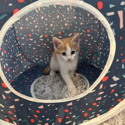 adopt a cat, beautiful together animal sanctuary, chapel hill