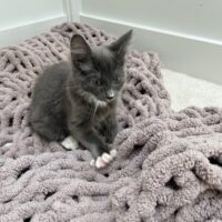 adopt a cat, Beautiful Together, Chapel Hill