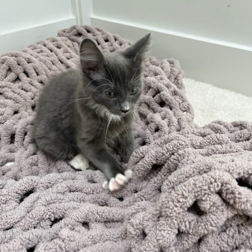 adopt a cat, Beautiful Together, Chapel Hill