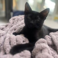 Beautiful Together, adopt a cat, chapel hill