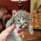 Lynx