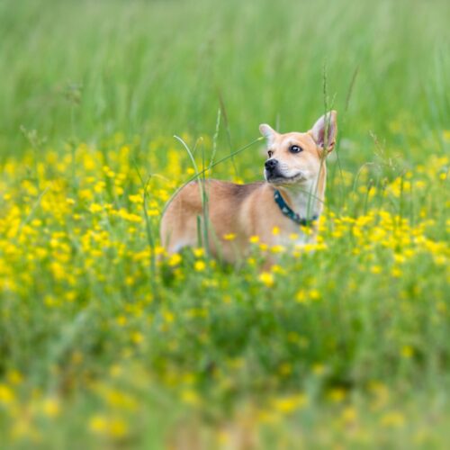 Adopt a dog