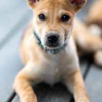 Adopt a dog