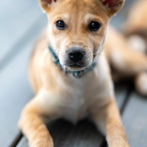 Adopt a dog