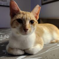 clara adoptable orange cat girl cat rescue