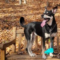 adopt a dog, beautiful together animal sanctuary