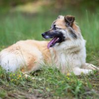 adopt a dog, beautiful together animal sanctuary