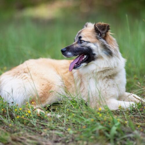 adopt a dog, beautiful together animal sanctuary