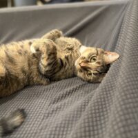 primrose beautiful adoptable tabby kitten