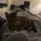 Tippy
