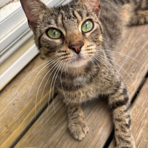 tippy adoptable female kitten tabby cat rescue cat cafe