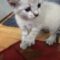 Marshmallow