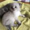Marshmallow