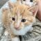 Sadie (Kitten)