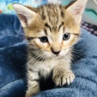 adopt a cat, beautiful together animal sanctuary