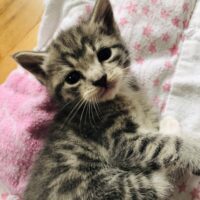 adopt a cat, beautiful together animal sanctuary