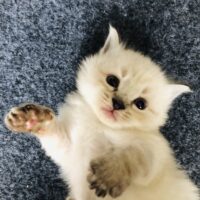 adopt a cat, beautiful together animal sanctuary