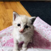adopt a cat, beautiful together animal sanctuary